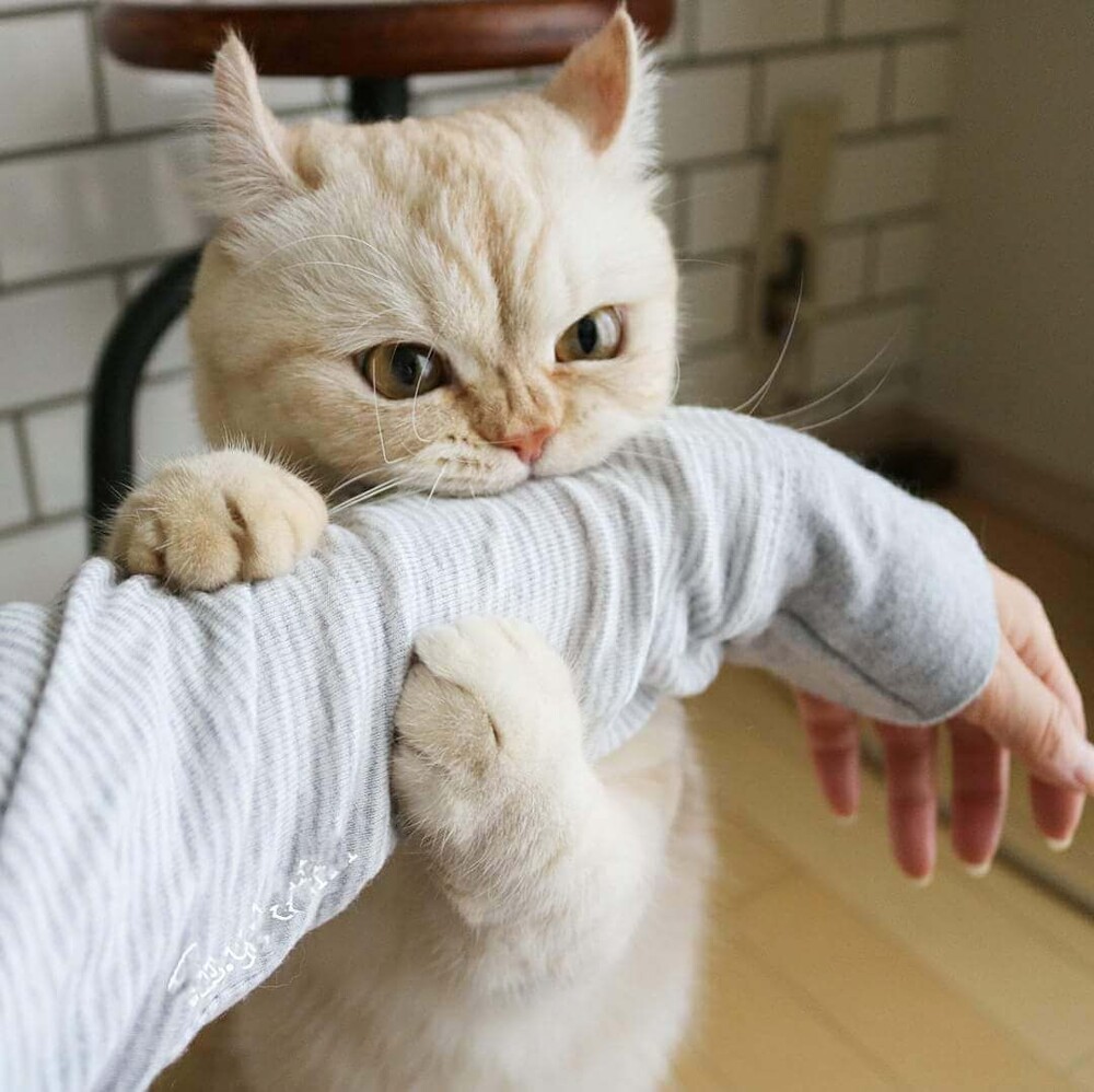 9. Зловещий кусь