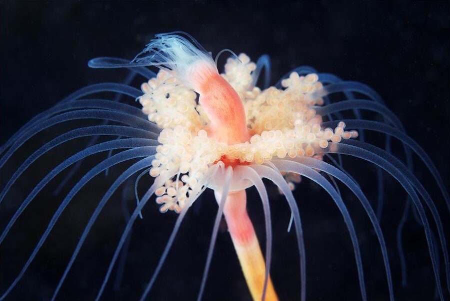 5. Тубулярия индивиза