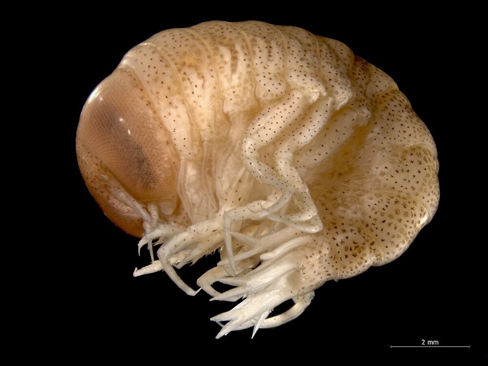 8. Гипермия гальба