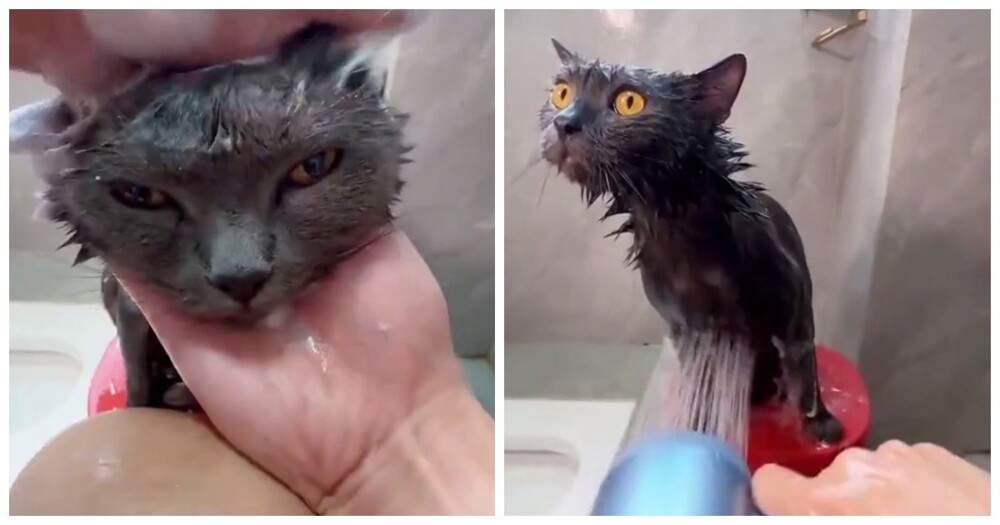 Купание воспитанного кота