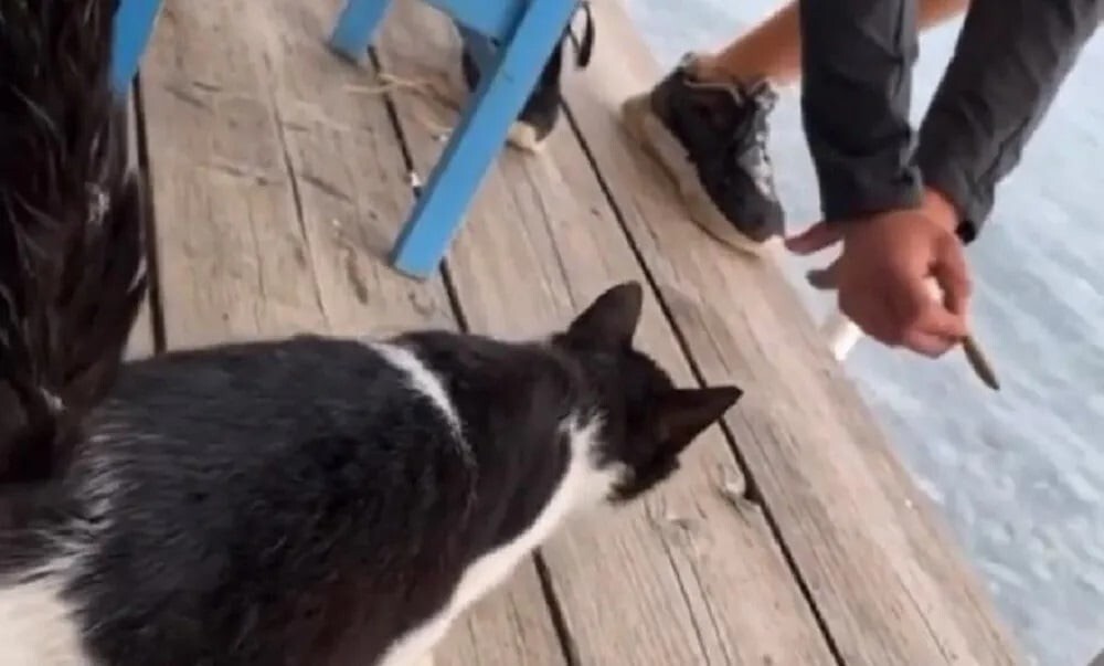 Мужчина пнул кота в море и получил штраф