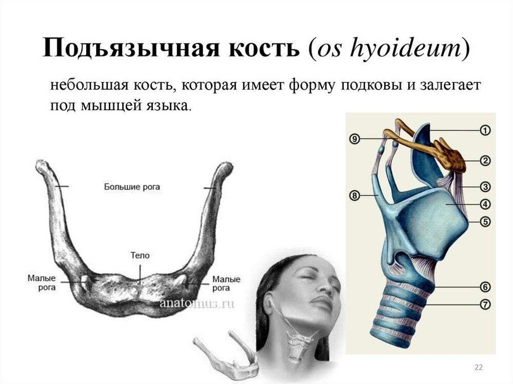10. Особенная кость