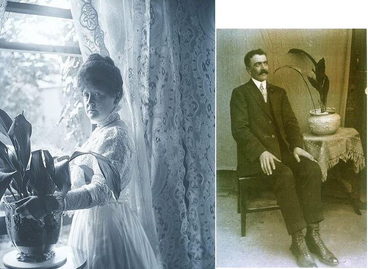Неприметная аспидистра, ставшая главным растением эпохи
