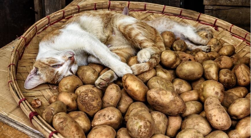 6. Любимый продукт под надёжной охраной