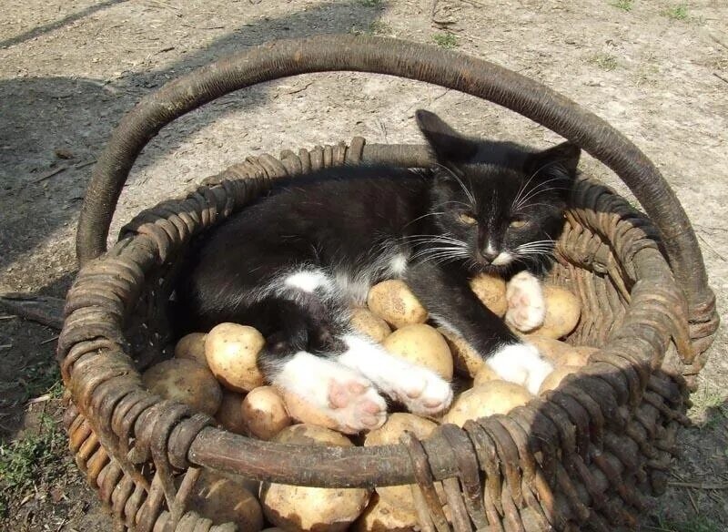 13. Кошка, картошка, лукошко