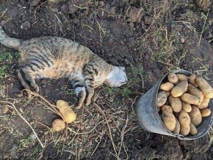 2. Когда трудишься, не щадя живота своего. А также спинки, хвостика и лапок