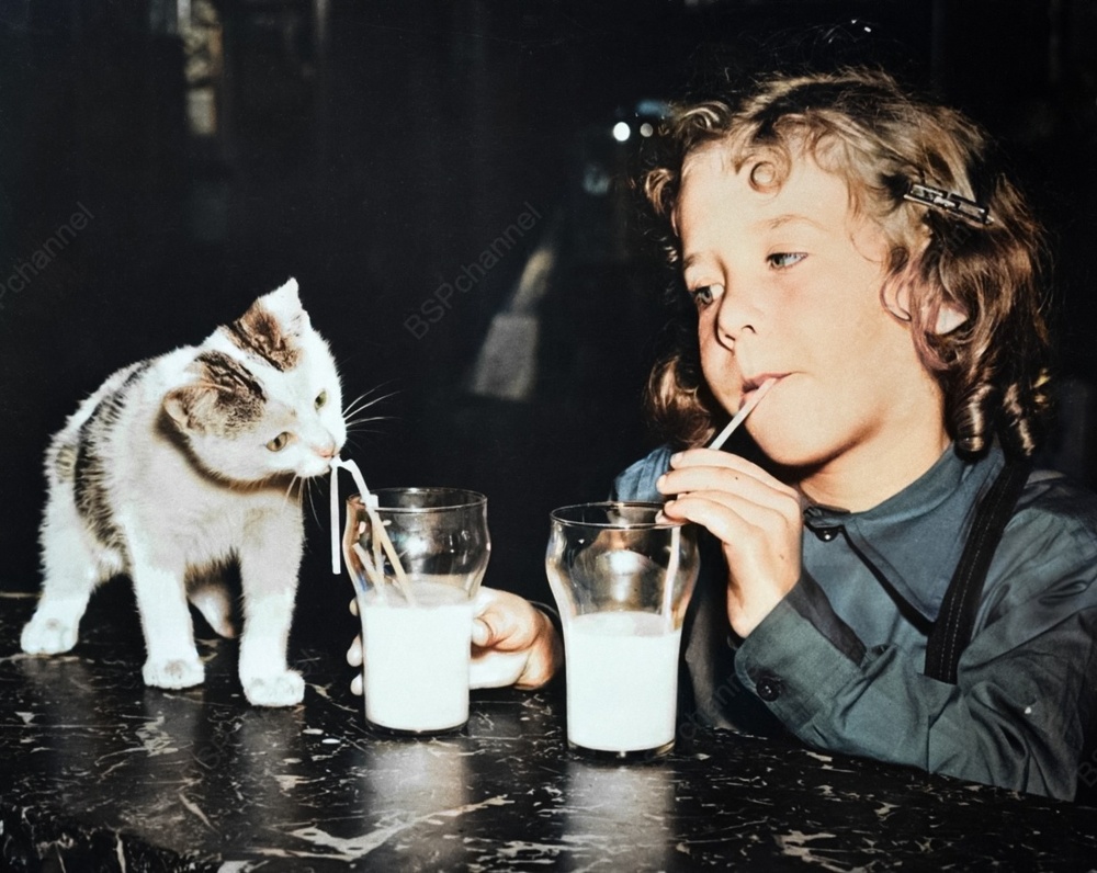 Подборка смешных и забавных фотографий с котами, которые поднимут настроение