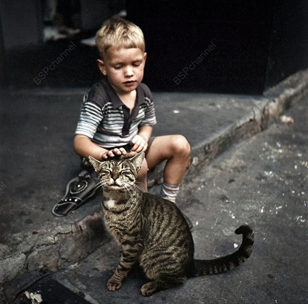 Подборка смешных и забавных фотографий с котами, которые поднимут настроение