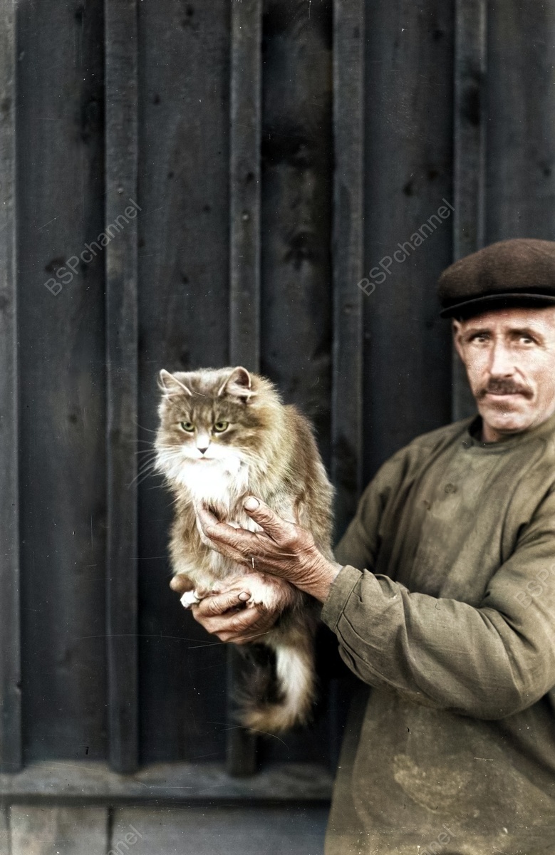 Подборка смешных и забавных фотографий с котами, которые поднимут настроение