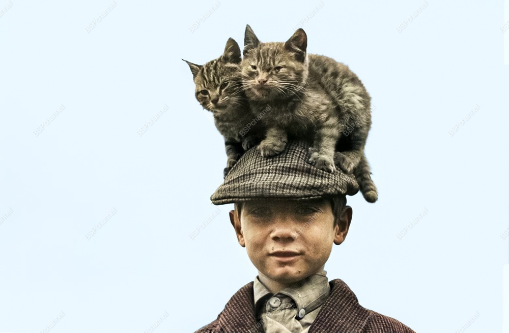 Подборка смешных и забавных фотографий с котами, которые поднимут настроение