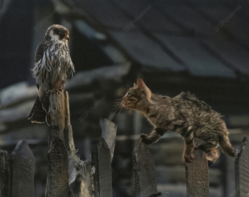 Подборка смешных и забавных фотографий с котами, которые поднимут настроение