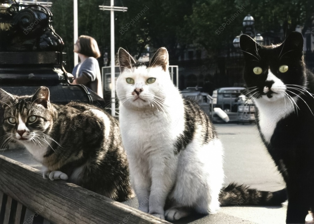 Подборка смешных и забавных фотографий с котами, которые поднимут настроение