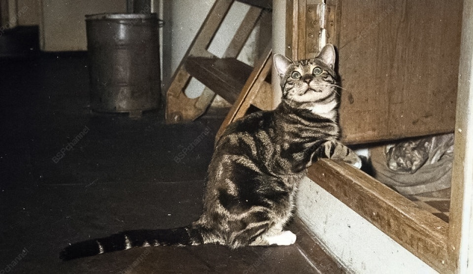 Подборка смешных и забавных фотографий с котами, которые поднимут настроение