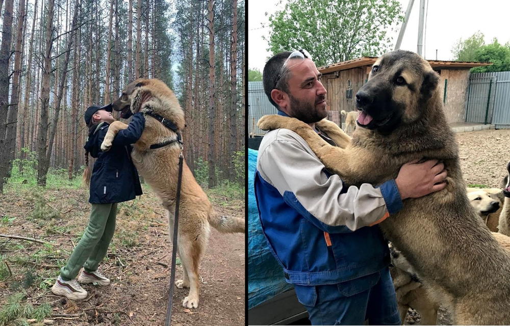 Гампр: армянский терминатор, одна из мощнейших в мире пород собак