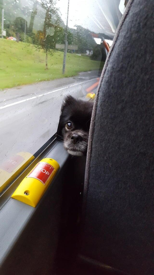 Любопытный малыш