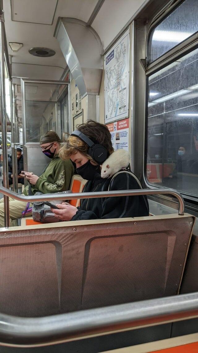 Крыса в метро
