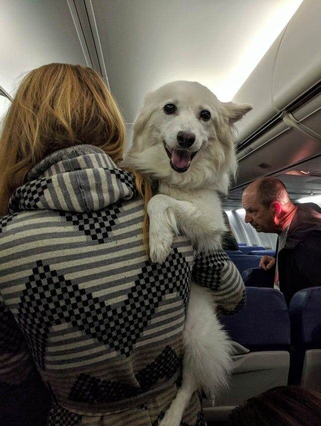 Самый милый мальчик в самолёте
