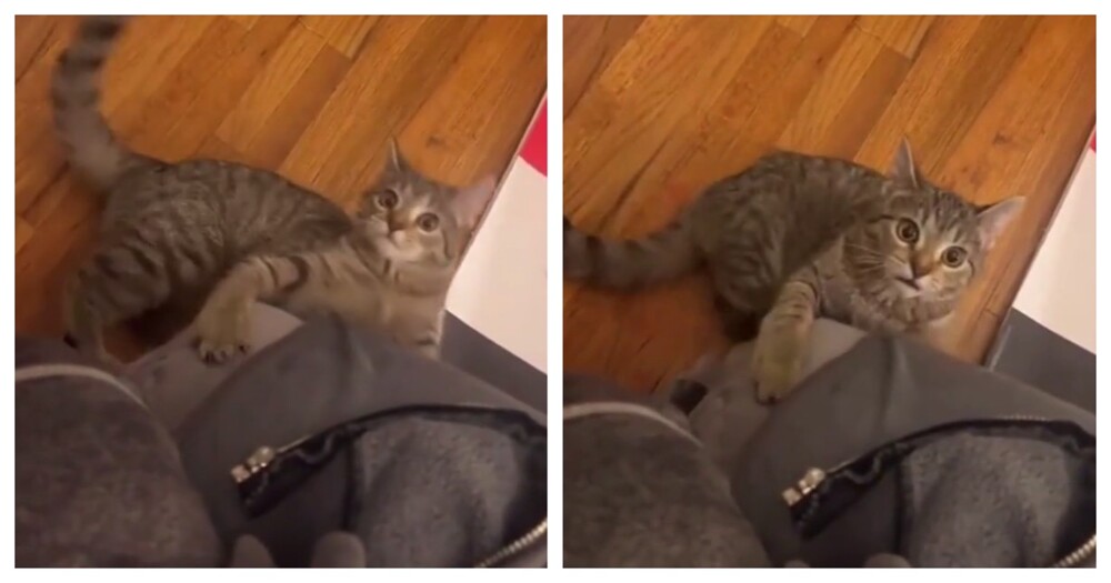 Реакция кошки на кошачью мяту