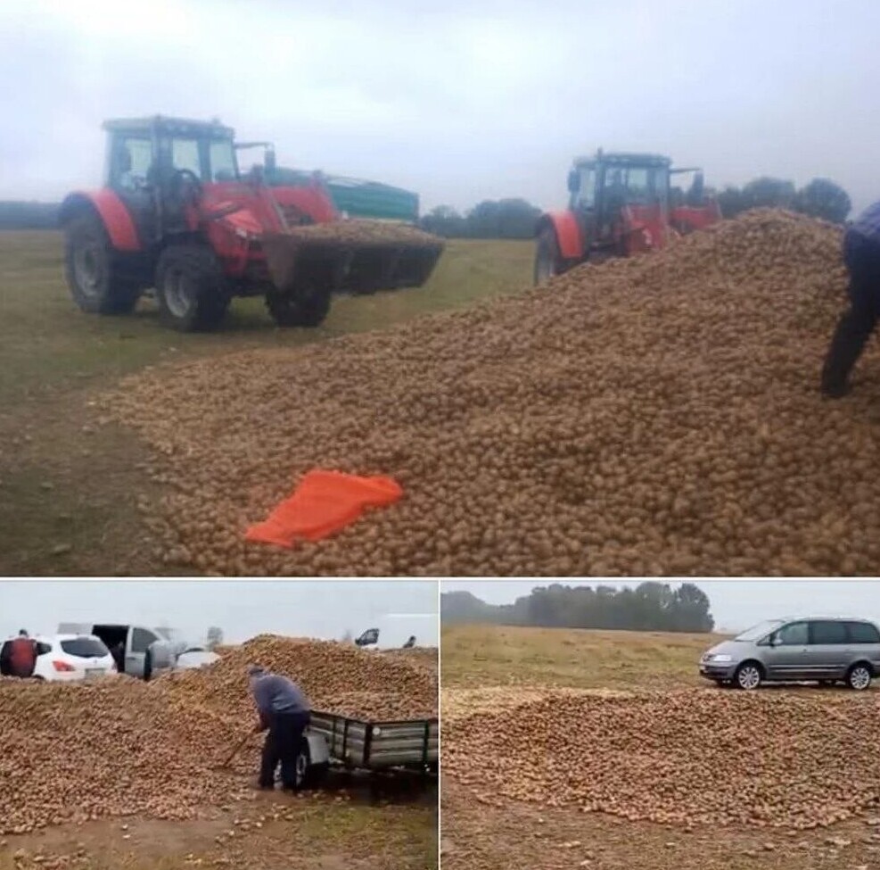 В Польше люди украли 150 тонн урожая у фермера из-за фейка в соцсетях
