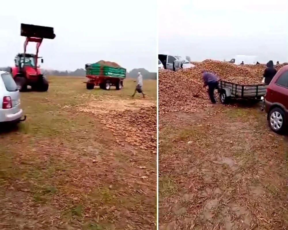 В Польше люди украли 150 тонн урожая у фермера из-за фейка в соцсетях