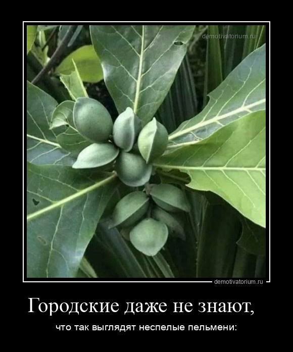 Городские даже не знают,  что так выглядят неспелые пельмени