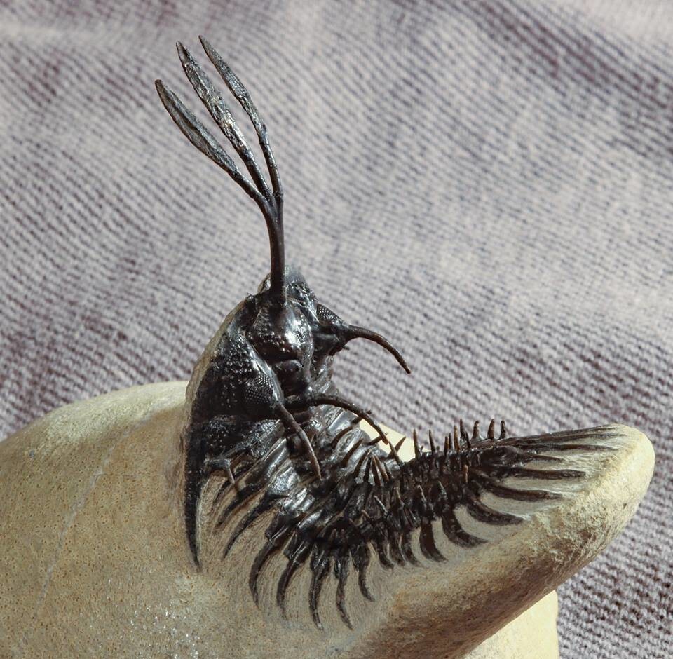 3. Walliserops trifurcatus — жутковатый вид трилобитов с характерным трезубцем, растущим из головы, функция которого до конца не ясна