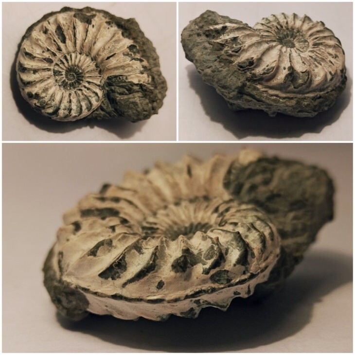 14. Pleuroceras spinatum - аммонит - морской моллюск возрастом 190 миллионов лет из Германии