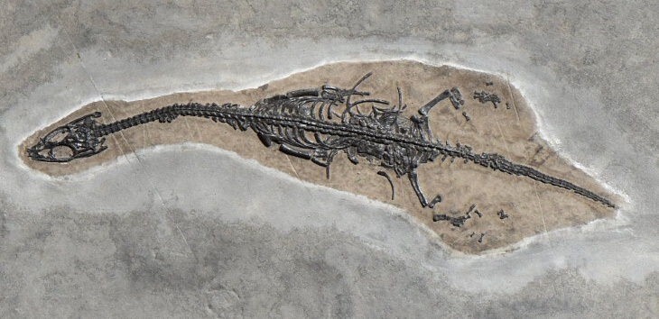 7. Keichousaurus hui, вымерший вид морских рептилий завроптеригий, который исчез более 200 миллионов лет назад