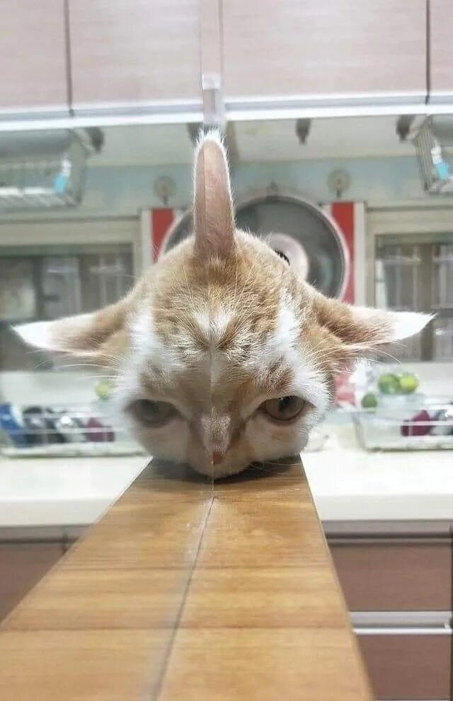 15. Редкий кот-единорог