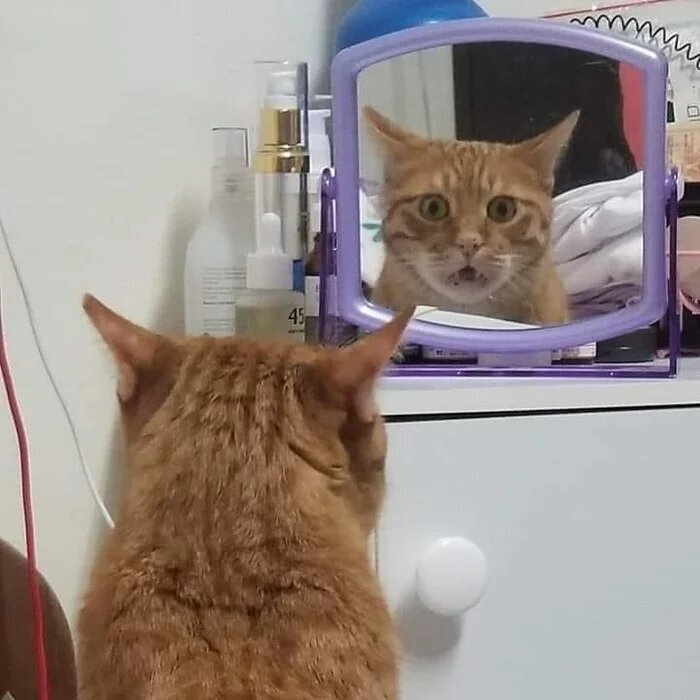 8. Я что — кот?