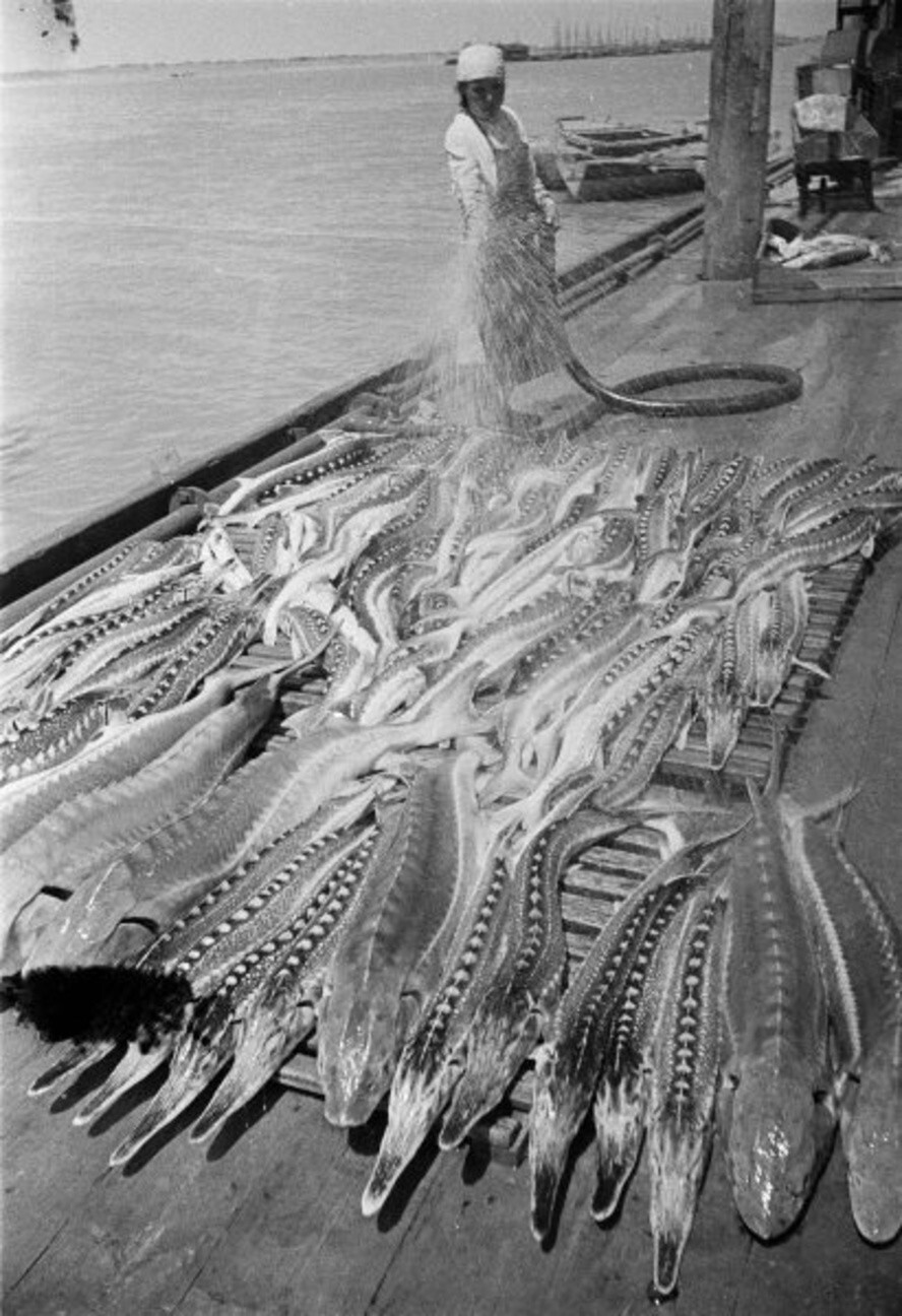 Лов осетров на Волге. Гурьевские рыбные промыслы. Июль – август 1940 года. Автор: Аркадий Шайхет.