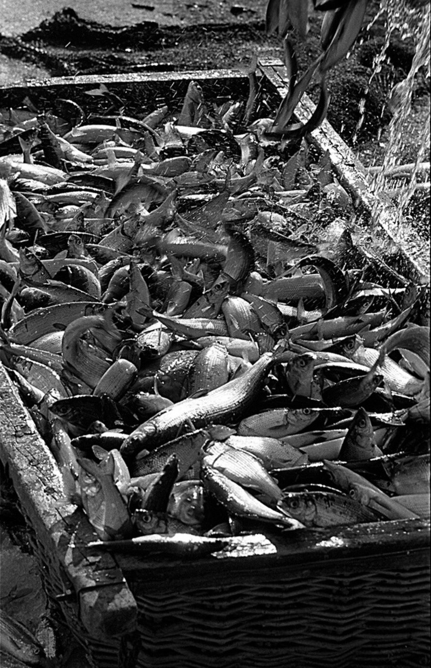 Весенняя путина. Рипус. 1973 год. Автор: Евгений Ткаченко. Челябинская область.