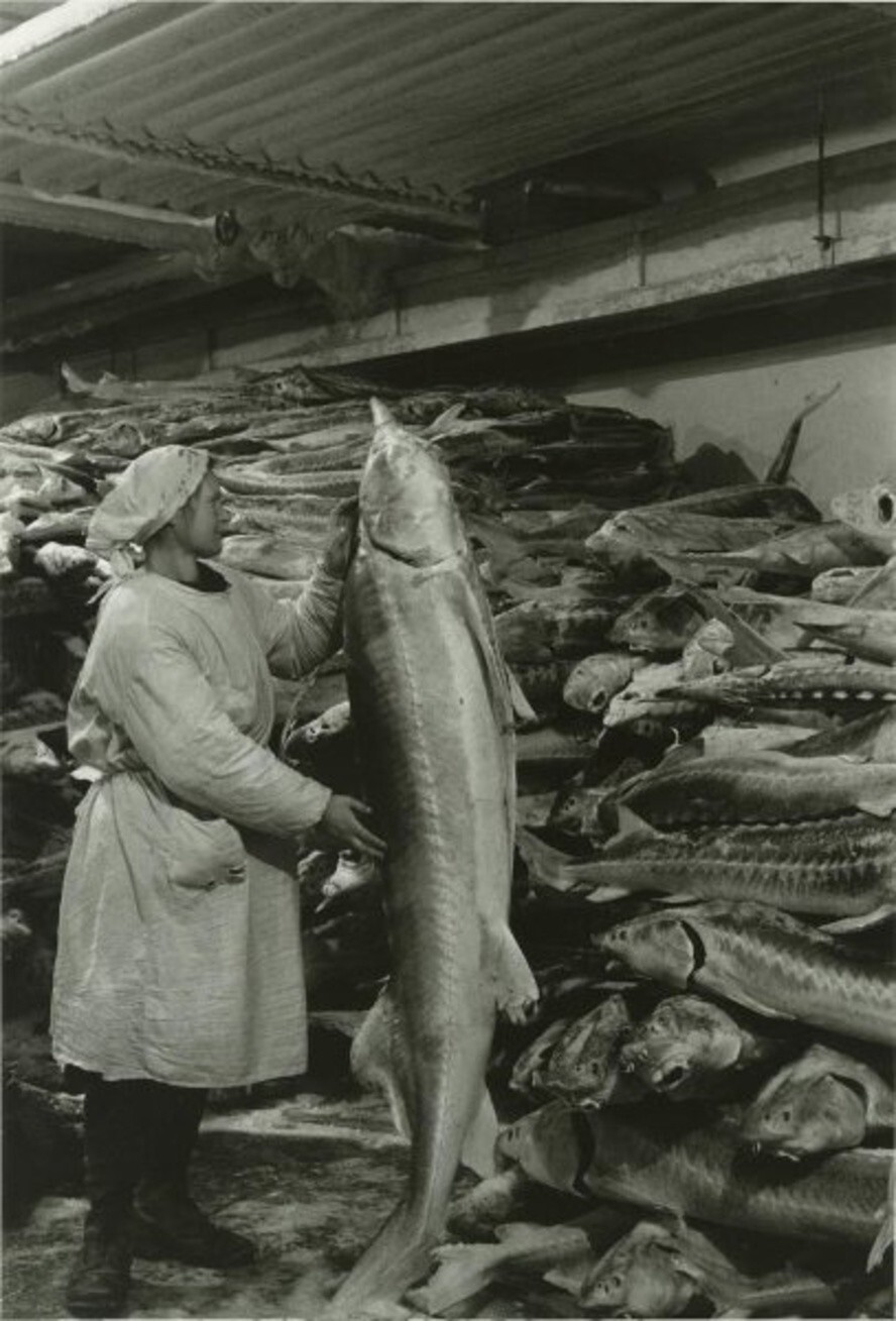Каспийское рыбное хозяйство. Работница и осетр. Август 1952 года. Автор: Аркадий Шайхет. Казахская ССР.