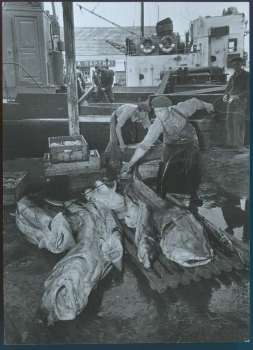 Разгрузка рыбы на рыбзаводе. Из серии «Рыбаки». Мужчины выгружают осетр и белугу. 1955 год. Всеволод Тарасевич.  Вилково.