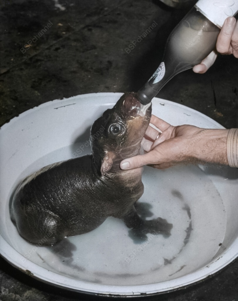 Удивительные и забавные фотографии с животными