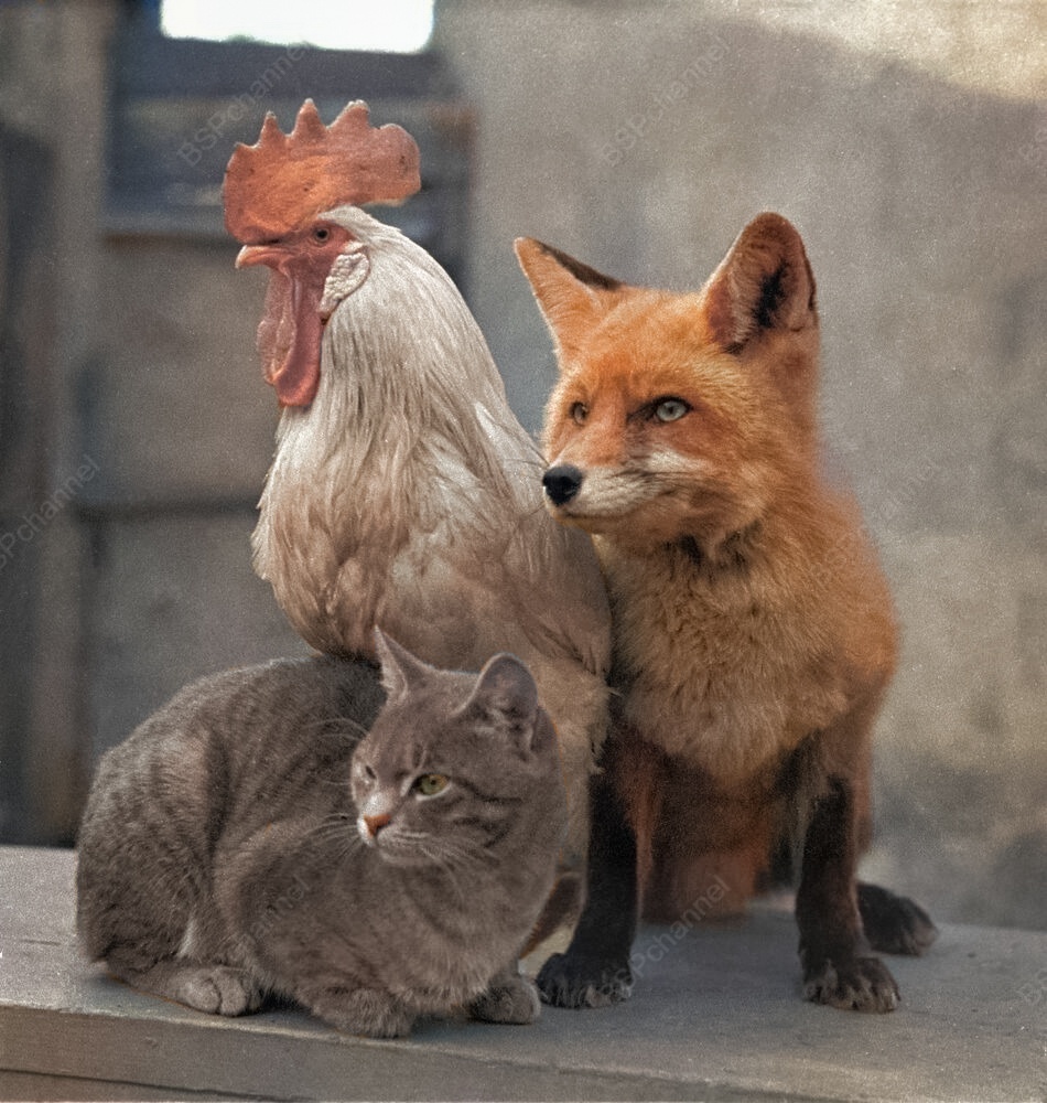 Удивительные и забавные фотографии с животными