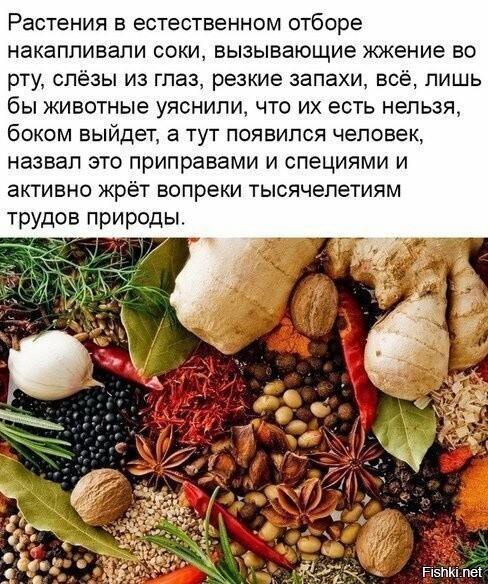 Да я имбирь просто так грызу жую  Да я имбирь просто так грызу жую
