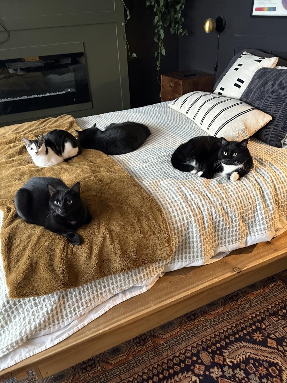 8. Котовальня в спальне 8. Котовальня в спальне