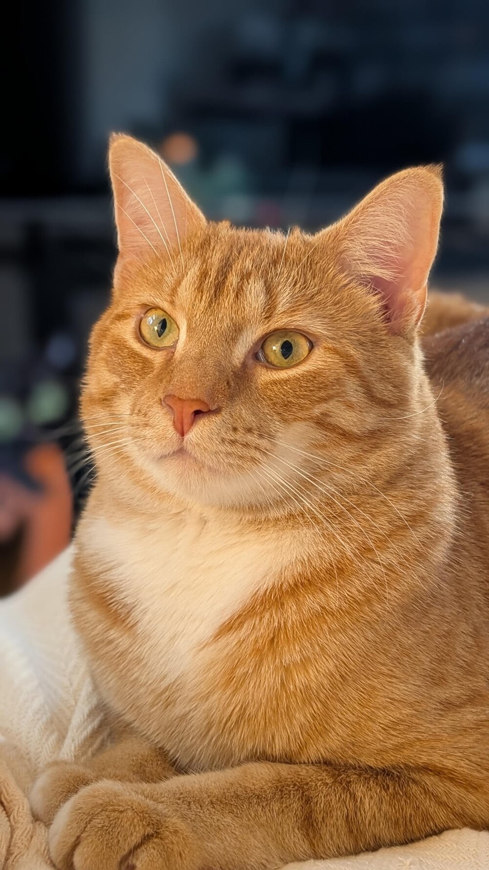 19. Самый солнечный котейка 19. Самый солнечный котейка