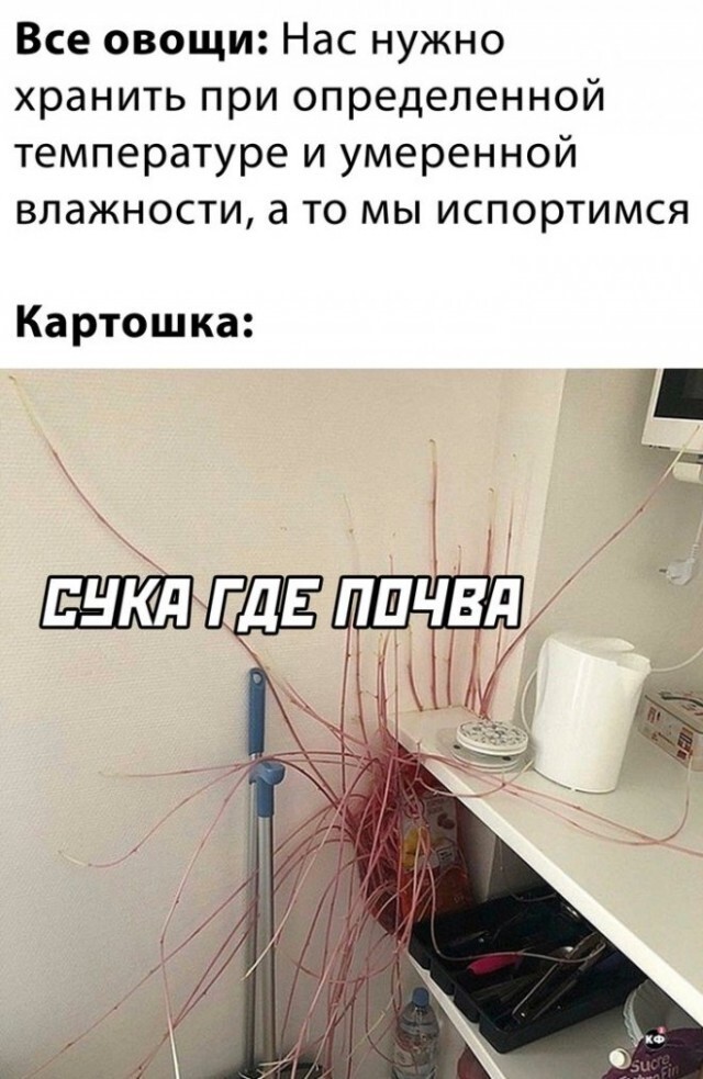 Большая тарелка улыбатора Большая тарелка улыбатора