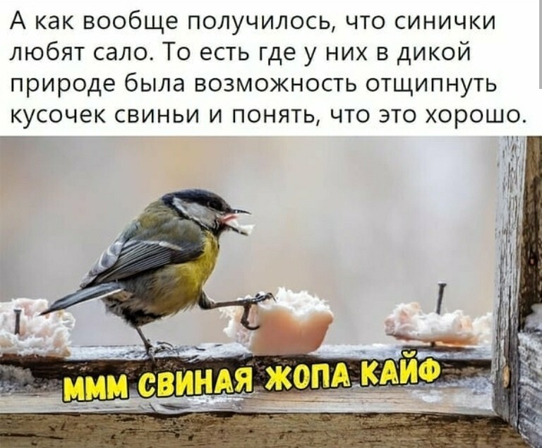Большая тарелка улыбатора Большая тарелка улыбатора