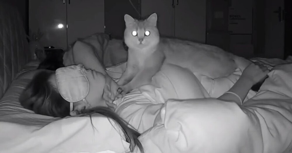 Бессонная ночь кота-массажиста Бессонная ночь кота-массажиста