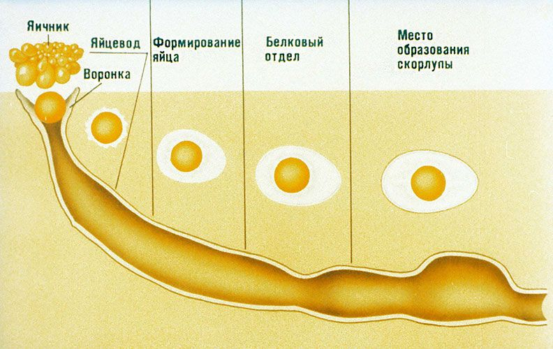 Подробное описание развития внутри яйца: интереснейший процесс, который мало кто знает Подробное описание развития внутри яйца: интереснейший процесс, который мало кто знает