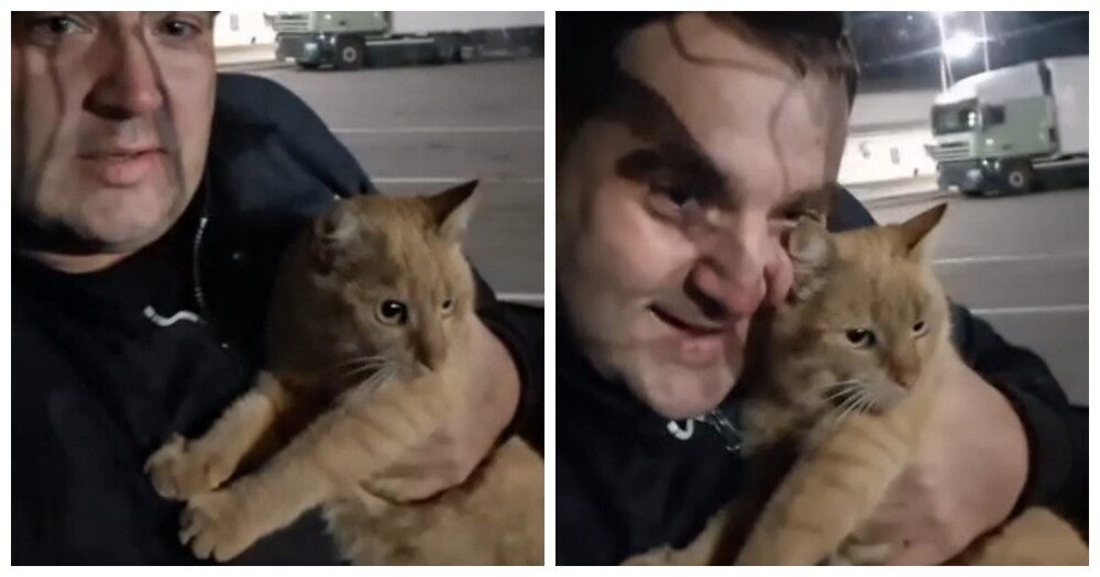 Дальнобойщик развелся с женой из-за пропавшего кота Дальнобойщик развелся с женой из-за пропавшего кота