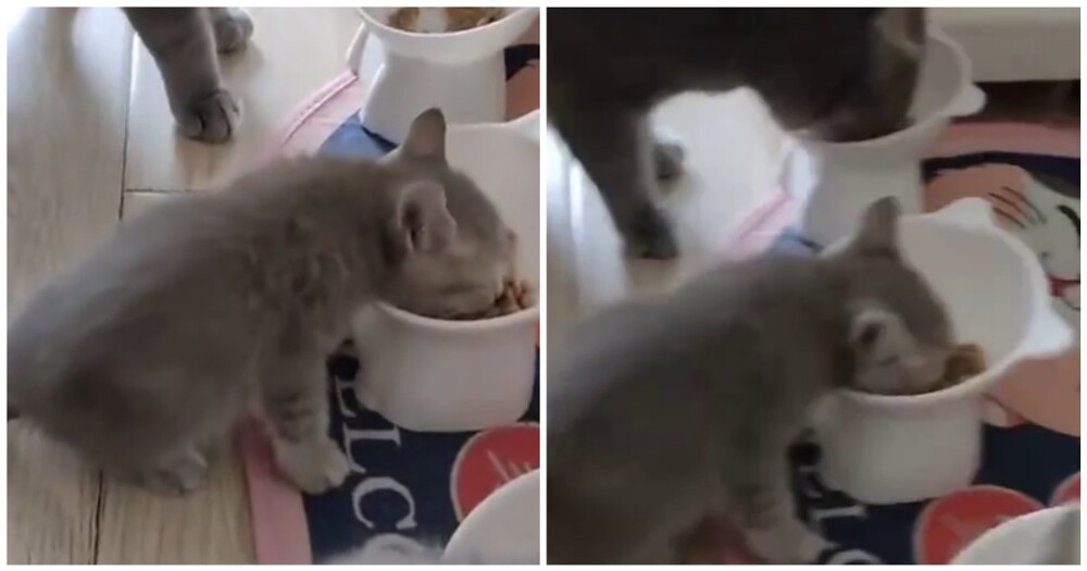 Заводила котёнка, а получила "мясорубку" Заводила котёнка, а получила "мясорубку"