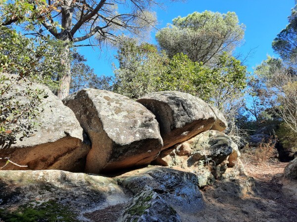 Каменные стражи зачарованного леса Орриус Каменные стражи зачарованного леса Орриус