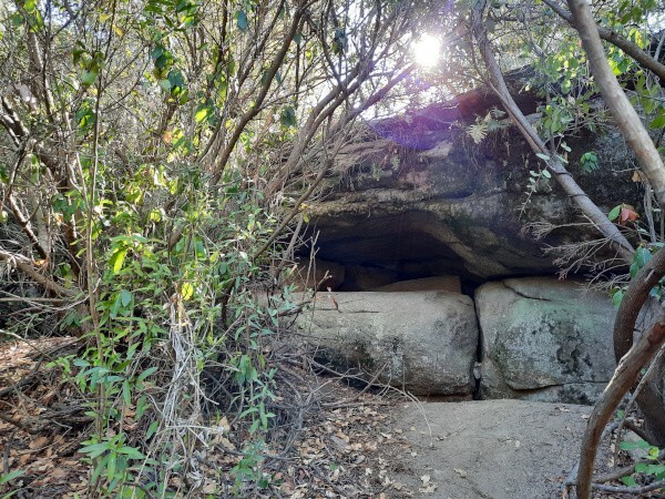 Каменные стражи зачарованного леса Орриус Каменные стражи зачарованного леса Орриус
