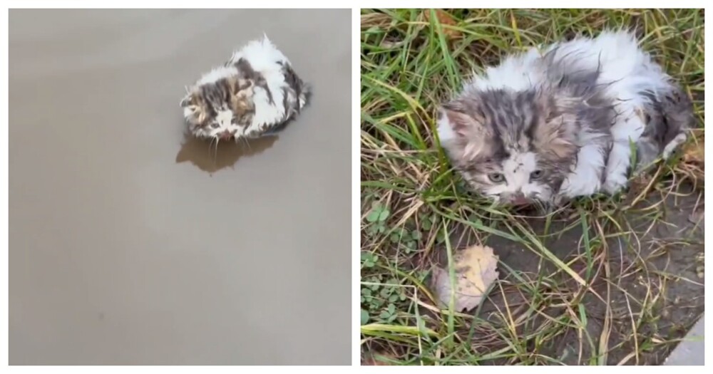 Женщина нашла в луже котёнка
