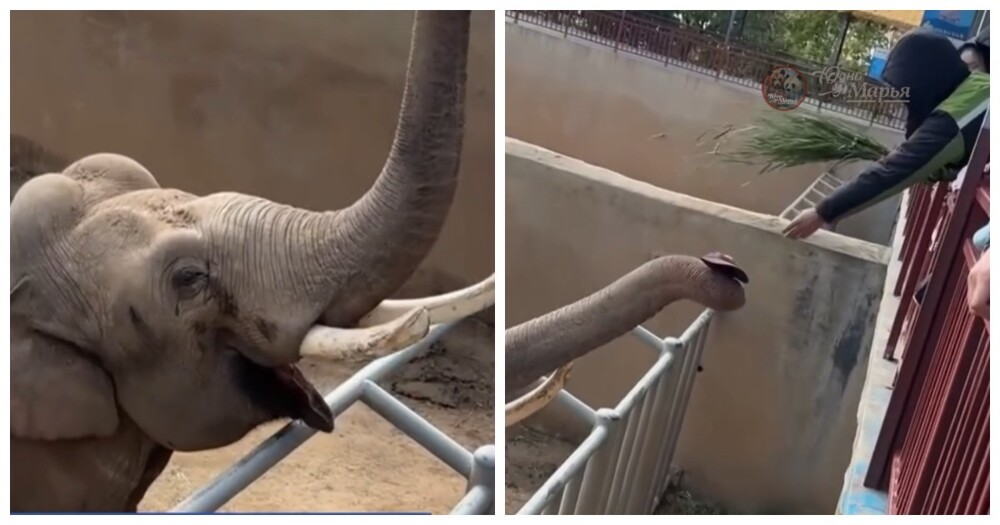 Слон из китайского зоопарка вернул кепку туристу и станцевал от радости Слон из китайского зоопарка вернул кепку туристу и станцевал от радости