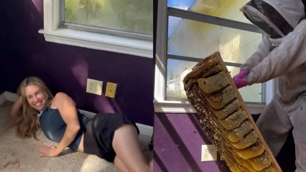 Сладкая находка: под полом дома обнаружили пчелиное царство Сладкая находка: под полом дома обнаружили пчелиное царство